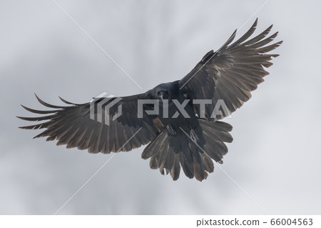 Common Raven (Corvus corax) Common Raven (Corvus corax) 66004563