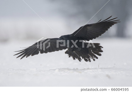 Common Raven (Corvus corax) Common Raven (Corvus corax) 66004595