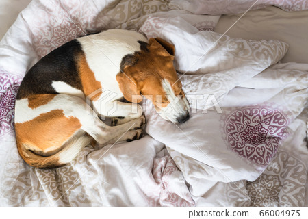 Beagle dog sneaks to his owner bed when no one Beagle dog sneaks to his owner bed when no one 66004975