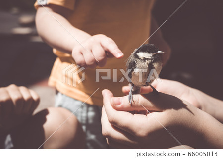 little boy is playing with a chick at the day little boy is playing with a chick at the day 66005013