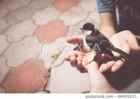 little boy is playing with a chick at the day 66005015