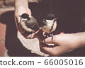 little boy is playing with a chick at the day 66005016