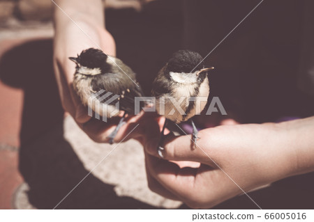 little boy is playing with a chick at the day little boy is playing with a chick at the day 66005016
