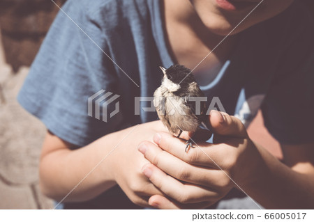 little boy is playing with a chick at the day 66005017