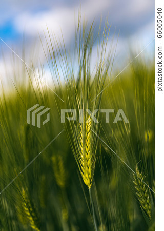 Green wheat on the field in spring. Selective 66005040