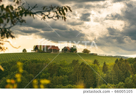 Austria vineyards in spring landscape. Leibnitz 66005105