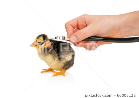 health check on a chicken with stethoscope 66005128