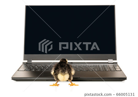 chick looks at the monitor screen 66005131