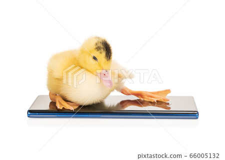 little duckling on the phone little duckling on the phone 66005132