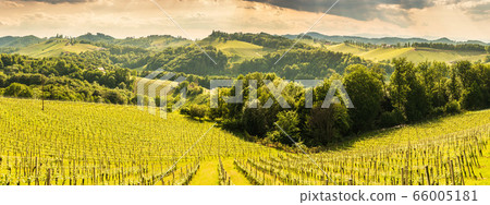 South styria vineyards landscape, near Gamlitz, South styria vineyards landscape, near Gamlitz, 66005181