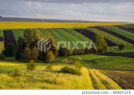Spring yellow flowering rapeseed and small 66005228