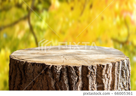 Empty tree trunk for display montags Empty tree trunk for display montags 66005361