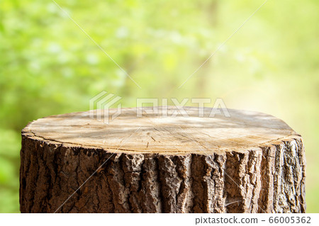 Empty tree trunk for display montags Empty tree trunk for display montags 66005362