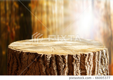 Empty tree trunk for display montags Empty tree trunk for display montags 66005377