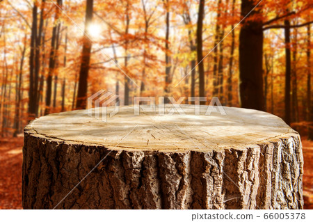 Empty tree trunk for display montags Empty tree trunk for display montags 66005378