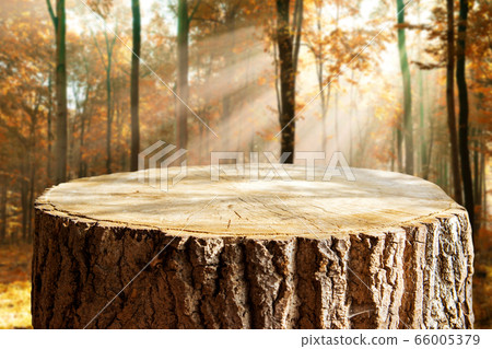 Empty tree trunk for display montags Empty tree trunk for display montags 66005379