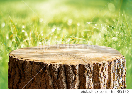Empty tree trunk for display montags Empty tree trunk for display montags 66005380