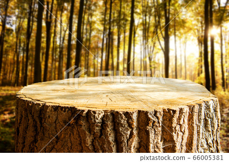 Empty tree trunk for display montags Empty tree trunk for display montags 66005381