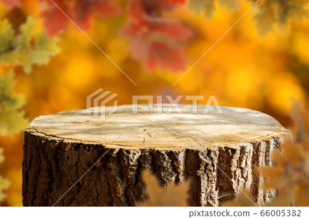Empty tree trunk for display montags Empty tree trunk for display montags 66005382