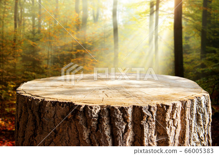 Empty tree trunk for display montags Empty tree trunk for display montags 66005383