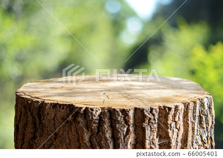 Empty tree trunk for display montags Empty tree trunk for display montags 66005401