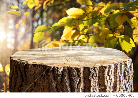 Empty tree trunk for display montags Empty tree trunk for display montags 66005403