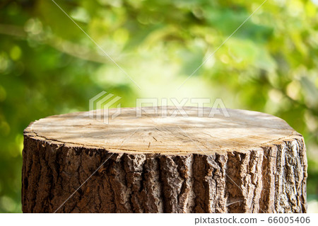 Empty tree trunk for display montags Empty tree trunk for display montags 66005406