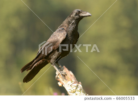 Common Raven (Corvus corax) Common Raven (Corvus corax) 66005533