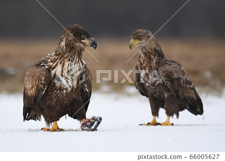 White tailed Eagle (Haliaeetus albicilla) White tailed Eagle (Haliaeetus albicilla) 66005627