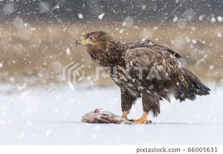 White tailed Eagle (Haliaeetus albicilla) 66005631
