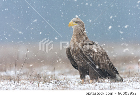 White tailed eagle (Haliaeetus albicilla) in 66005952