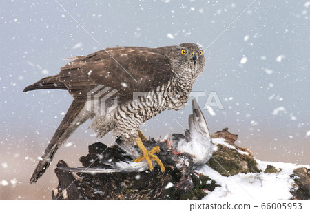 Northern goshwak (Accipiter gentilis) 66005953