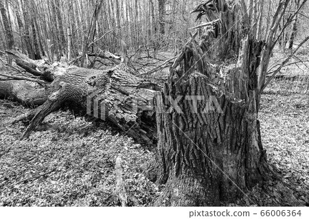 A large tree is broken by a hurricane at the very A large tree is broken by a hurricane at the very 66006364