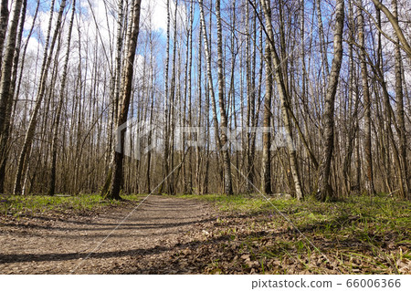 High birch trees - early spring in the forest - High birch trees - early spring in the forest - 66006366