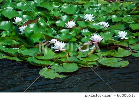 Landscape with white and yellow water lilies on the lake on a sunny day. Ukraine, Kiev. 66006515