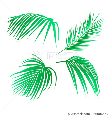 Set of tropical leaves. Palm leaves 66006547