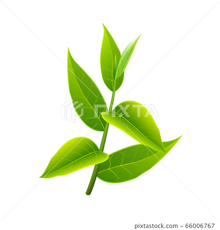 Branch of green tea. Vector illustration with Branch of green tea. Vector illustration with 66006767