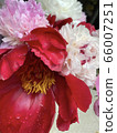 Peony root 66007251