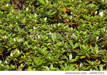 小月杜鵑花的嫩葉 66007263