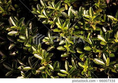 Green hedge of succulent plants on a sunny summer day outdoors. Green floral background. Close up shot Green hedge of succulent plants on a sunny summer day outdoors. Green floral background. Close up shot 66007338