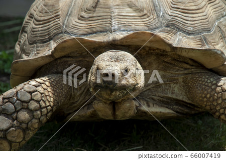 黑頭烏龜 黑頭烏龜 66007419