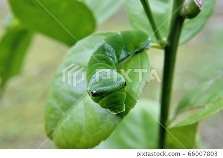 燕尾幼蟲(鳳蝶瑪卡翁) 燕尾幼蟲(鳳蝶瑪卡翁) 66007803