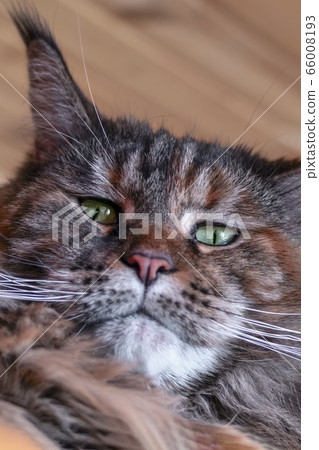 Portrait big european Maine Coon in close-up. Portrait big european Maine Coon in close-up. 66008193