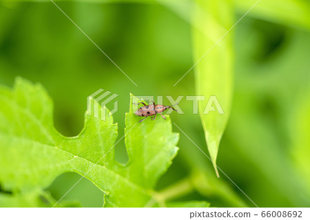 Tohoshita weevil Tohoshita weevil 66008692