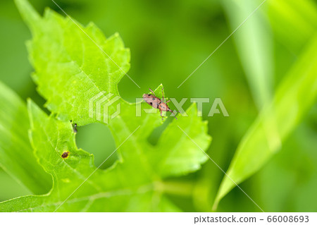 Tohoshita weevil Tohoshita weevil 66008693