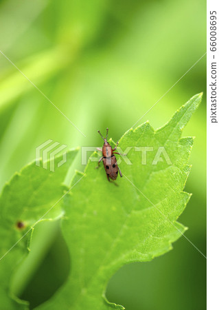 Tohoshita weevil 66008695