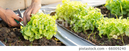 Closeup hands of young asian man farmer checking fresh organic vegetable garden in farm Closeup hands of young asian man farmer checking fresh organic vegetable garden in farm 66009240