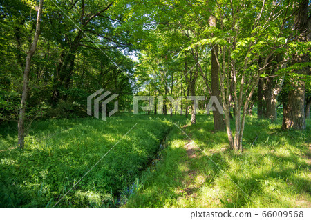 Fresh green waterfront Kitamoto Nature Observation Park Kitamoto City, Saitama Prefecture 66009568