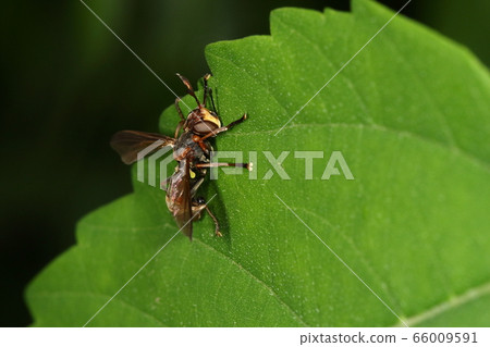 Creatures Insects Muneglo fly, Medfly, but not as masked face Creatures Insects Muneglo fly, Medfly, but not as masked face 66009591