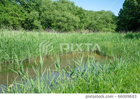 Sa玉縣北本市新鮮綠色北本自然觀察公園 Sa玉縣北本市新鮮綠色北本自然觀察公園 66009683